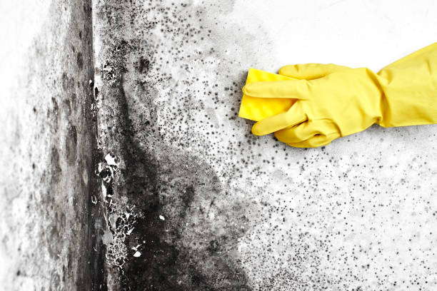 Best Mold Cleaning Services  in Burns, OR