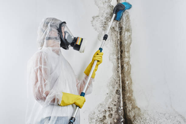 Best Attic Mold Removal  in Burns, OR