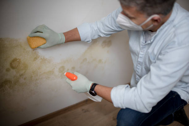 Best Home Mold Removal  in Burns, OR