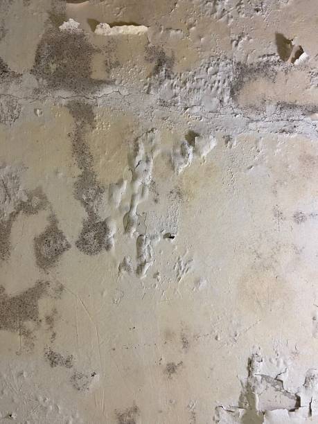 Best Fast Mold Removal  in Burns, OR